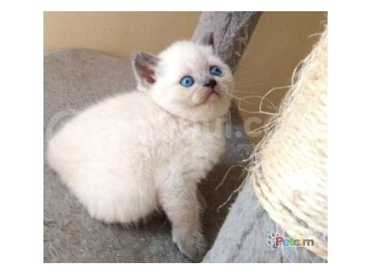 British Shorthair & Scottish Fold Yavruları görsel