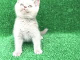Yuvarlak Kafa Erkek Bri̇ti̇sh Shorthai̇r Li̇lak