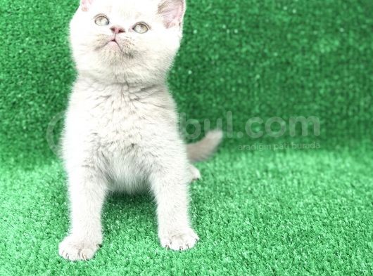 Yuvarlak Kafa Erkek Bri̇ti̇sh Shorthai̇r Li̇lak
