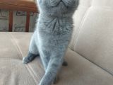 Yavru Alice Sizlerle British Shorthair Kedi