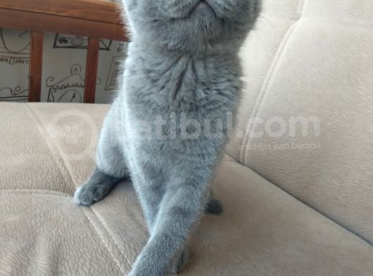 Yavru Alice Sizlerle British Shorthair Kedi