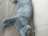 Yavru Alice Sizlerle British Shorthair Kedi