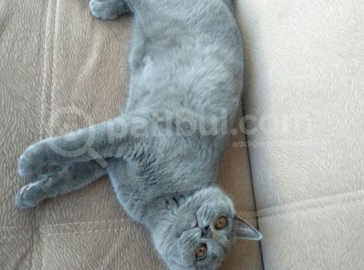 Yavru Alice Sizlerle British Shorthair Kedi görsel