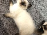 British Blue Point Yavrular