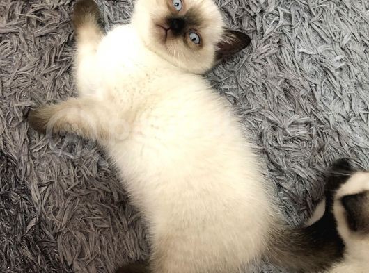 British Blue Point Yavrular görsel
