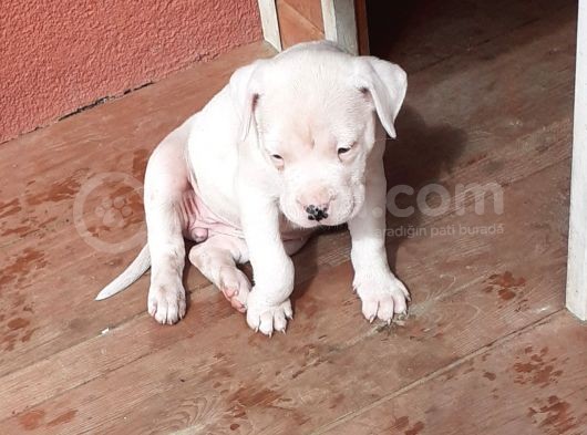 Devasal Dogo Argentino Yavruları