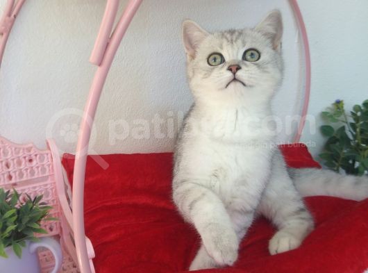 Safkan Ve Orijinal Silver Tabby Ayıcıkları görsel