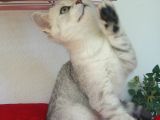 Safkan Ve Orijinal Silver Tabby Ayıcıkları