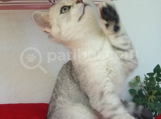 Safkan Ve Orijinal Silver Tabby Ayıcıkları