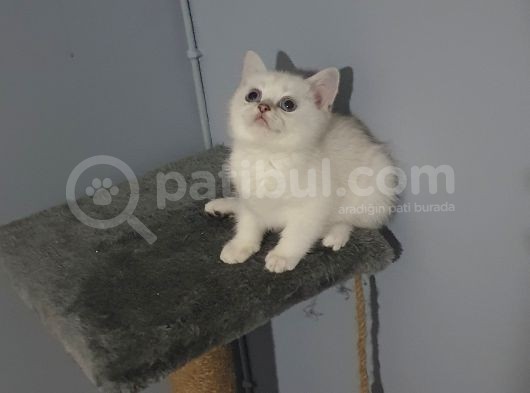 Aqua Eyes Silver Point British