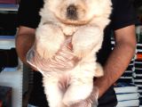 Çin Aslanı Chow Chow