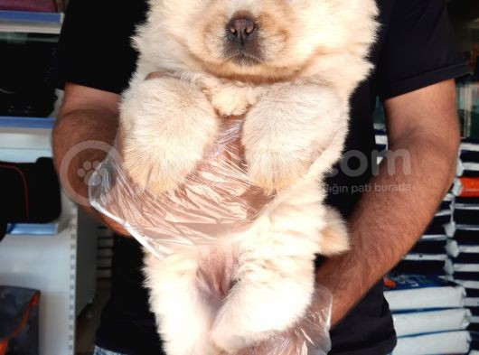 Çin Aslanı Chow Chow görsel