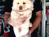 Çin Aslanı Chow Chow