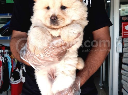 Çin Aslanı Chow Chow görsel