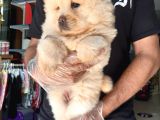 Çin Aslanı Chow Chow
