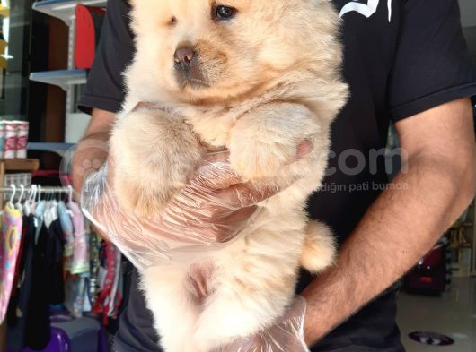 Çin Aslanı Chow Chow