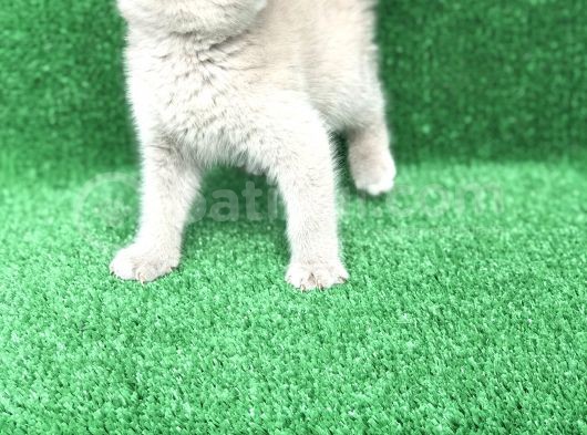 Yuvarlak Kafa Erkek Bri̇ti̇sh Shorthai̇r Li̇lak görsel