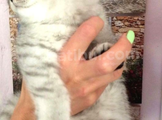 Safkan Ve Orijinal Silver Tabby Ayıcıkları görsel