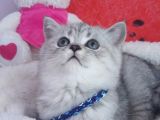 Safkan Ve Orijinal Silver Tabby Ayıcıkları