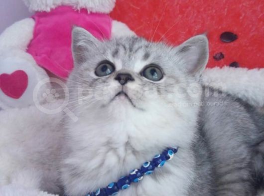Safkan Ve Orijinal Silver Tabby Ayıcıkları görsel