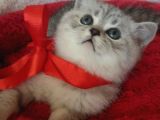 Safkan Ve Orijinal Silver Tabby Ayıcıkları