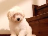 Maltese