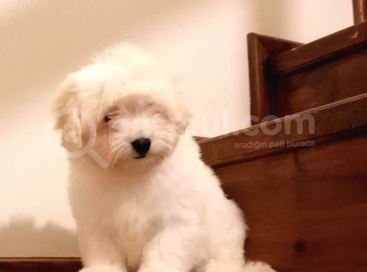 Maltese