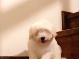 Maltese