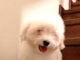 Maltese