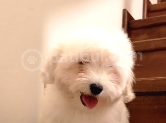 Maltese görsel