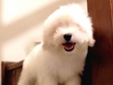 Maltese