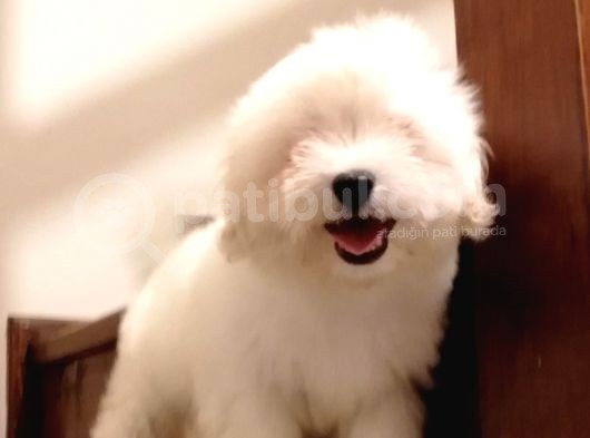Maltese görsel