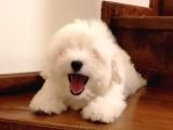 Maltese