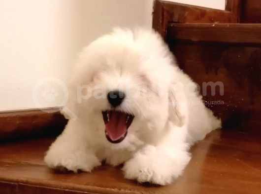 Maltese görsel