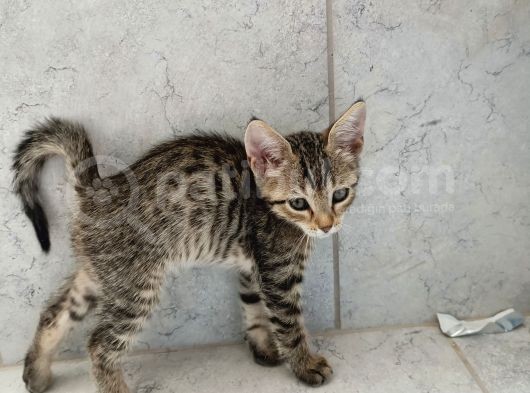 2 Aylik Bebeğimiz Yuva Arıyor görsel