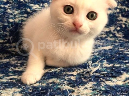 Çok Uyguna Beyaz Scottish Fold Renkli̇ Gözlü Tesli̇me Hazir Çok Özel Son 2 Yavru görsel