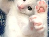 Çok Uyguna Beyaz Scottish Fold Renkli̇ Gözlü Tesli̇me Hazir Çok Özel Son 2 Yavru