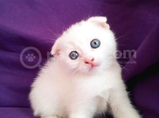 Çok Uyguna Beyaz Scottish Fold Renkli̇ Gözlü Tesli̇me Hazir Çok Özel Son 2 Yavru görsel