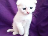 Çok Uyguna Beyaz Scottish Fold Renkli̇ Gözlü Tesli̇me Hazir Çok Özel Son 2 Yavru