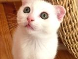 Çok Uyguna Beyaz Scottish Fold Renkli̇ Gözlü Tesli̇me Hazir Çok Özel Son 2 Yavru