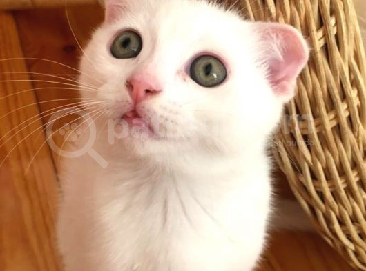 Çok Uyguna Beyaz Scottish Fold Renkli̇ Gözlü Tesli̇me Hazir Çok Özel Son 2 Yavru