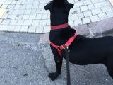 4 Aylık Pitbull