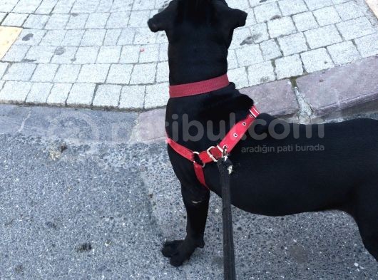4 Aylık Pitbull görsel