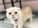 Scottish Fold Golden
