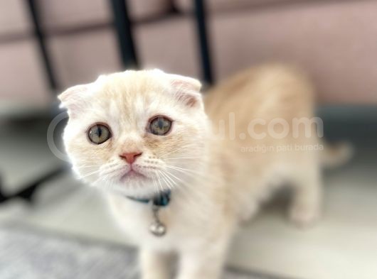 Scottish Fold Golden görsel