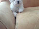 2 Aylık Dişi Maltese Terrier