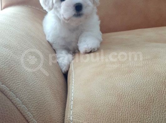 2 Aylık Dişi Maltese Terrier görsel