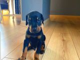 Orjinal Doberman Yavruları