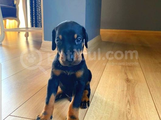 Orjinal Doberman Yavruları