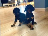 Orjinal Doberman Yavruları